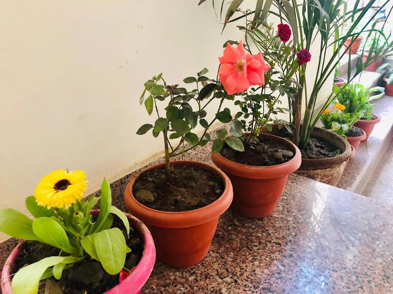 Gangotri Paying Guest House Hotel